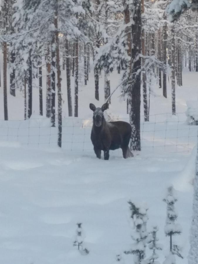 Skabram Bed & Breakfast Jokkmokk Dış mekan fotoğraf